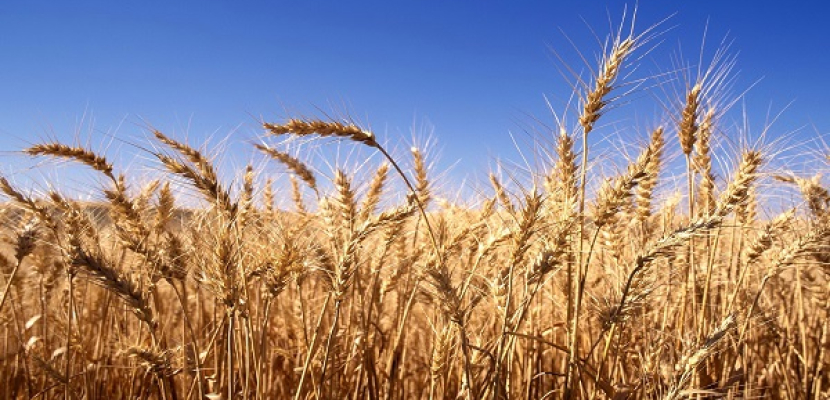 الزراعة: زيادة المساحات المنزرعة من القمح لـ3 ملايين و402 ألف و648 فدانا