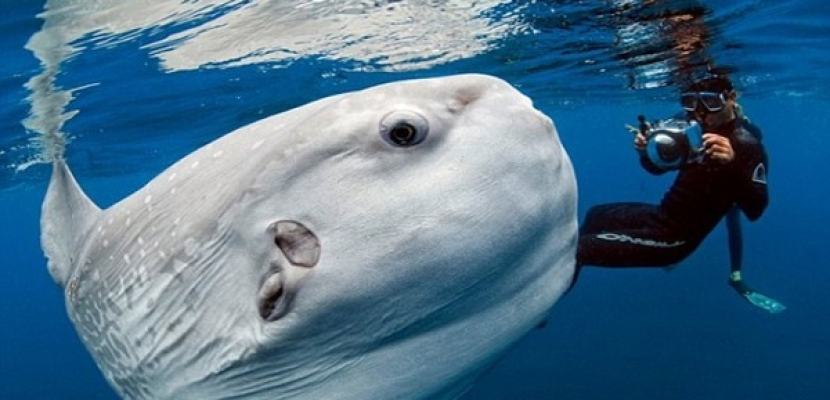 سمكة غريبة عملاقة تشبه.. «الدب القطبي»