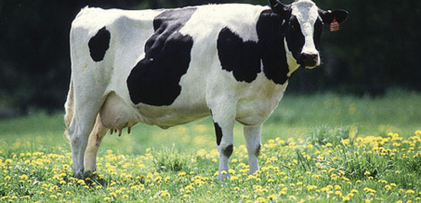 البقرة المعدلة وراثيا لمقاومة المناخ شديد الحرارة