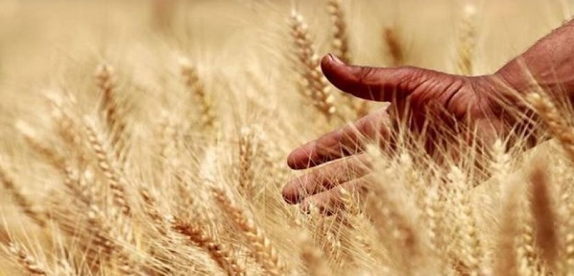 «السلع التموينية»: شراء 240 ألف طن من القمح الروسي والأمريكي