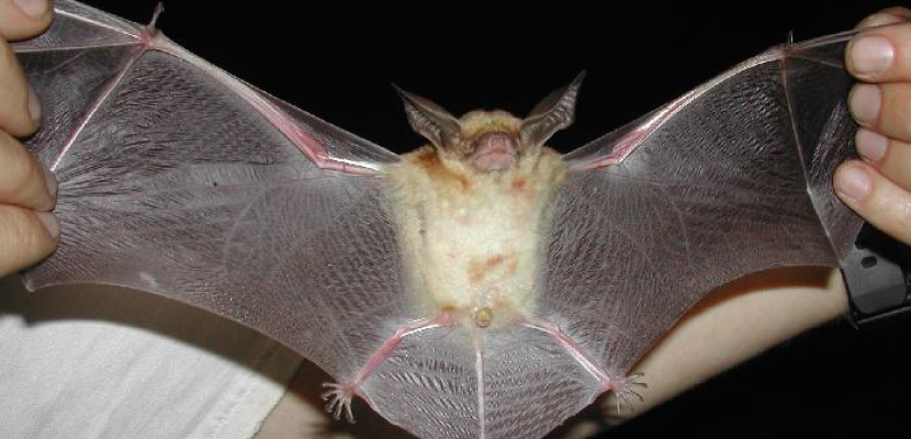 دراسة: أعداد الخفافيش في اوروبا تتعافى من جديد بعد تراجع