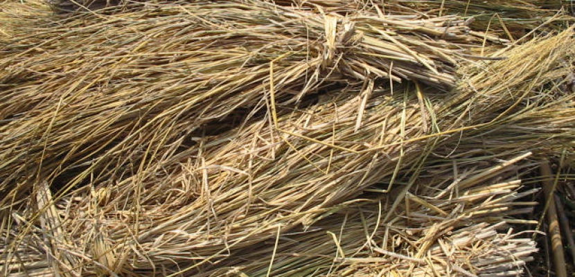 “الزراعة” : استخدام قش الأرز فى انتاج الوقود الحيوى