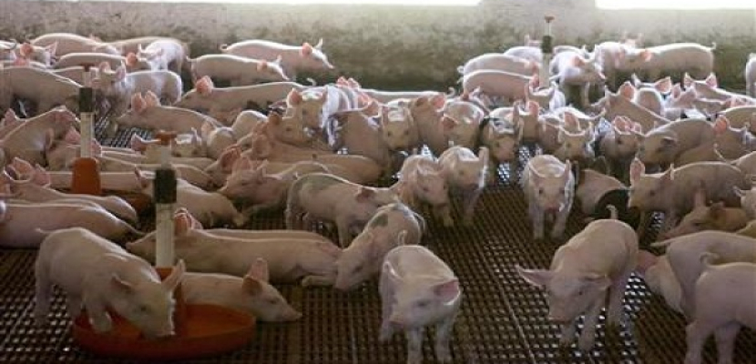 ظهور أول حالة مصابة بإنفلونزا الخنازير فى أسوان