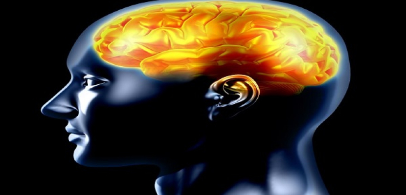 علماء يجدون جينا يربط بين الذكاء والمادة السنجابية بالدماغ