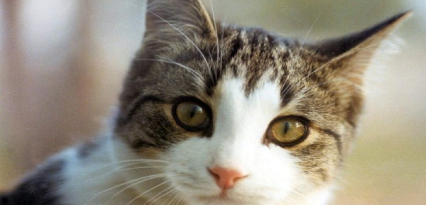 قطة شجاعة تنقذ عشرة أشخاص من الحريق في فرنسا