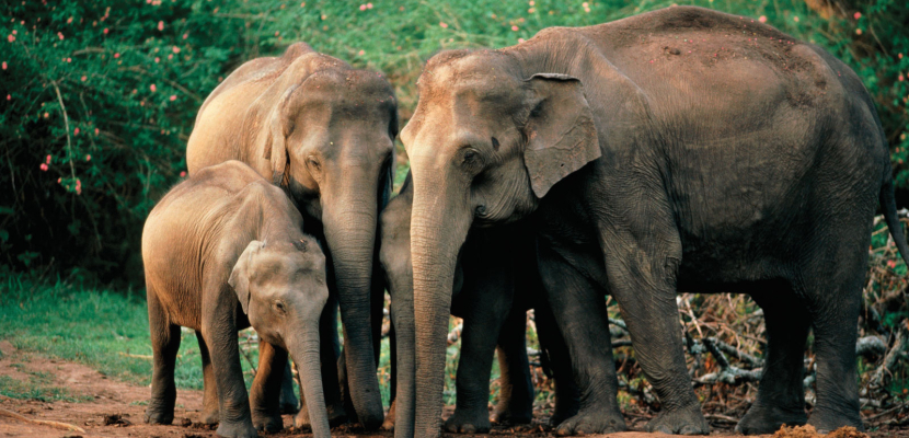 علماء: الفيلة تعزي بعضها و تتعاطف مع أقرانها في أوقات الشدة