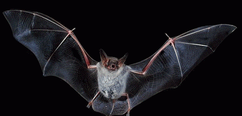 الفاو تحذر من خطر خفافيش الفاكهة في نشر وباء إبولا بغرب إفريقيا