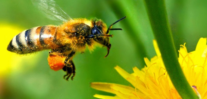 دراسة: النحل يتذوق السكر والملح من خلال قدميه