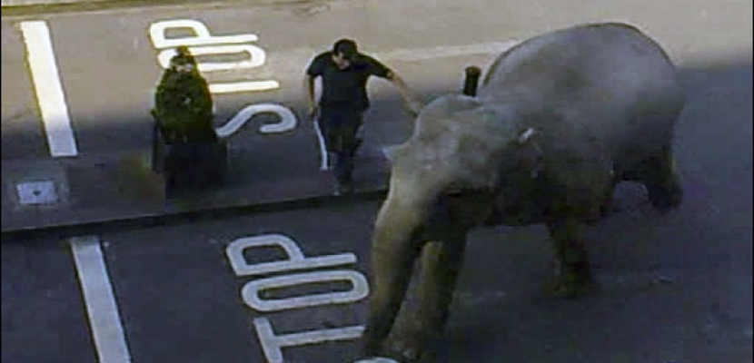 ثلاثة أفيال تهرب من سيرك في ميزوري وتتلف عربتين