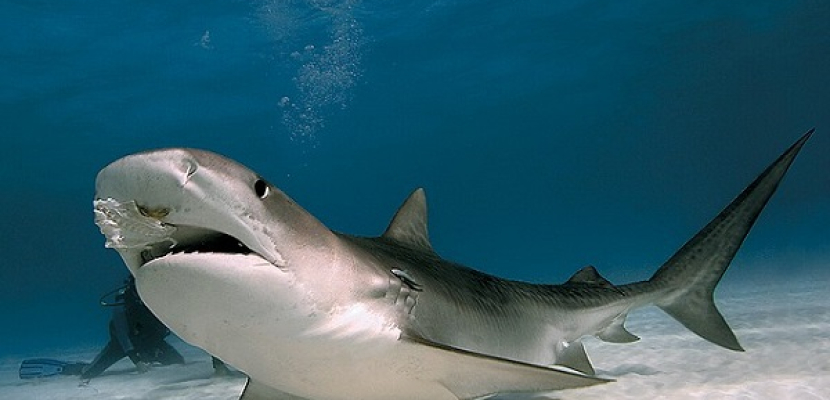فشل محاولات وقف برنامج لقتل أسماك القرش في أستراليا