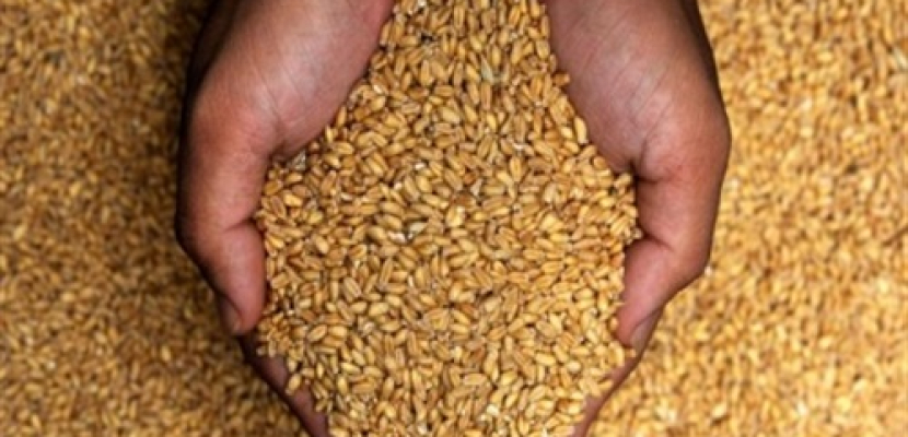 زيادة صادرات القمح الأوكراني إلى مصر العام الحالى مقارنة بالعام الماضي