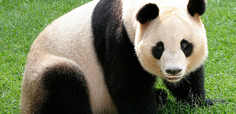 حديقة حيوانات صينية تبني ملاهي لـ«باندا» تعاني الاكتئاب