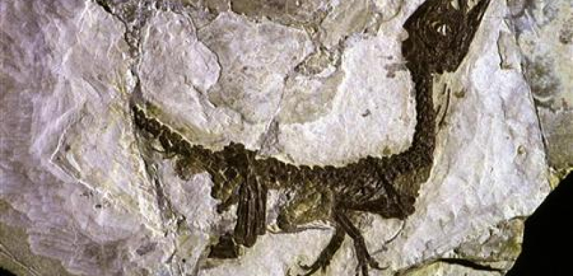 علماء يكتشفون حفرية ديناصور بأربعة أجنحة