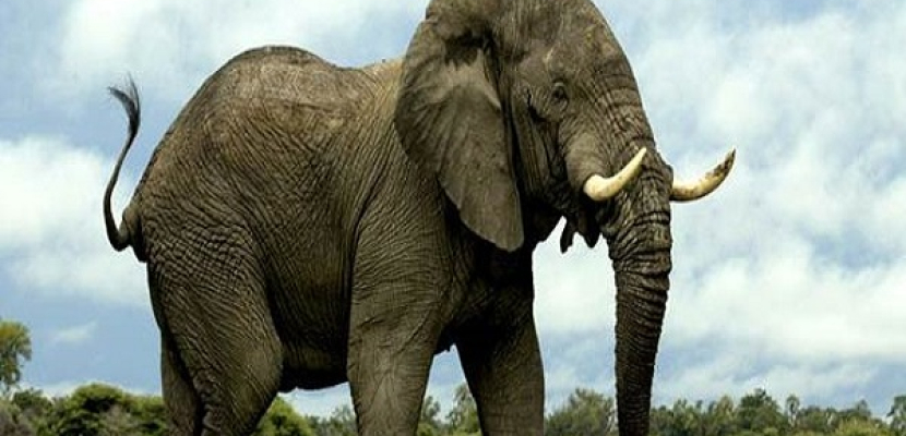 فيل يبحث عن طعام يتسبب في وفاة 6 أشخاص بتايلاند
