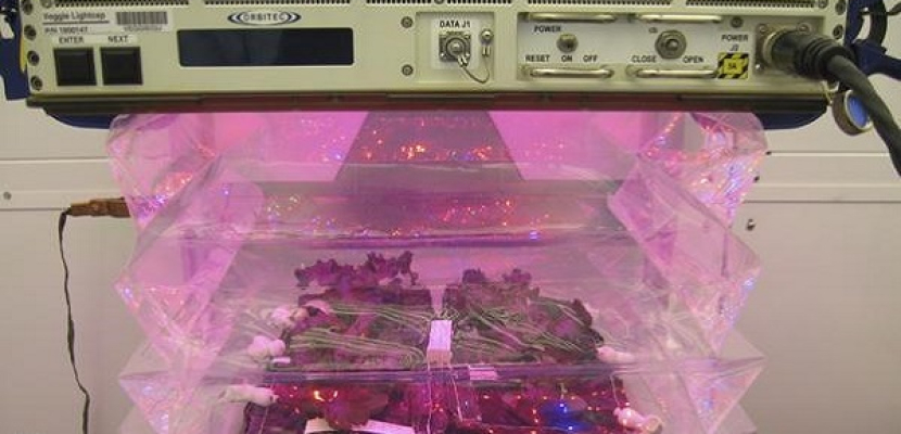 «ناسا» تطلق نظاماً لزراعة الخس في الفضاء