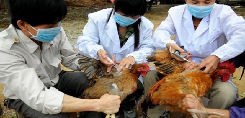الصين تعلن عن خامس تفش لإنفلونزا الطيور منذ أكتوبر الماضي
