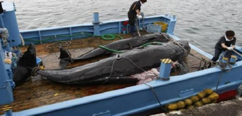 محكمة دولية تأمر بمنع اليابان من صيد الحيتان لأغراض علمية