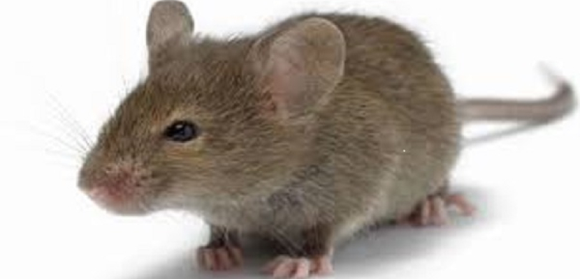 باحثون يكشفون عن خريطة تفصيلية لمخ الفأر قد تقود لا كتشاف المخ البشرى