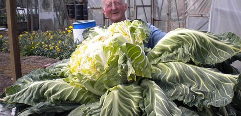 مزارع بريطاني يزرع أكبر قرنبيطة في العالم وزنها 27 كيلو