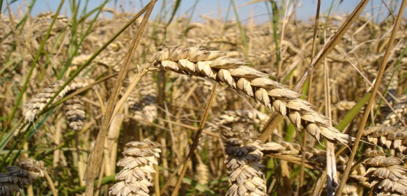 الزراعة: 8.7 مليون طن حجم الإنتاج المتوقع من القمح للعام الحالي