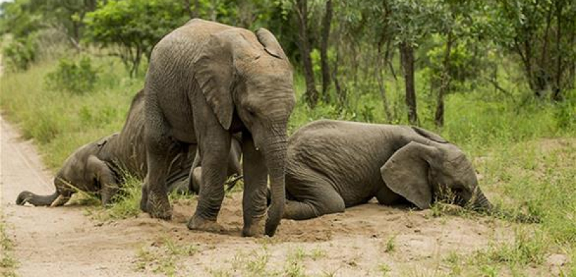 عائلة من الفيلة في حالة سكر