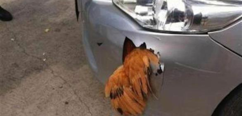 دجاجة تحطم واجهة سيارة صينية وتنجو