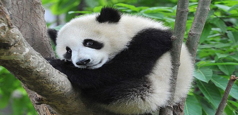 الصين تطلق أول قناة إلكترونية لمحبى “الباندا”