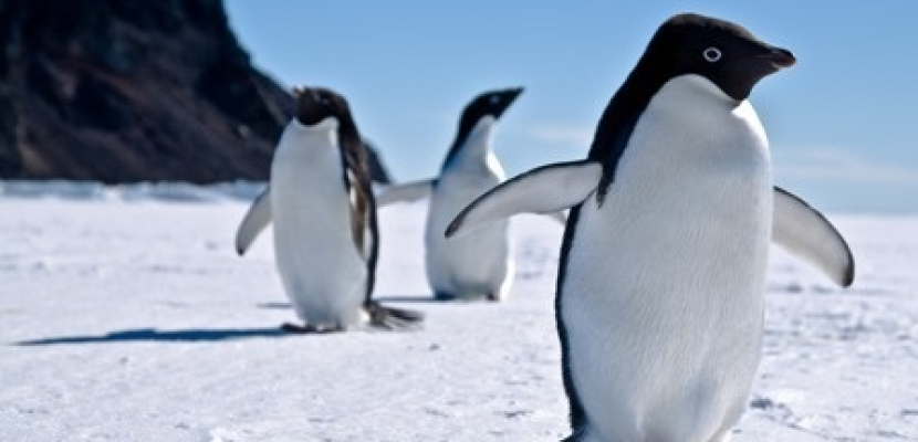 دراسة: شرق القطب الجنوبي سيذوب أسرع
