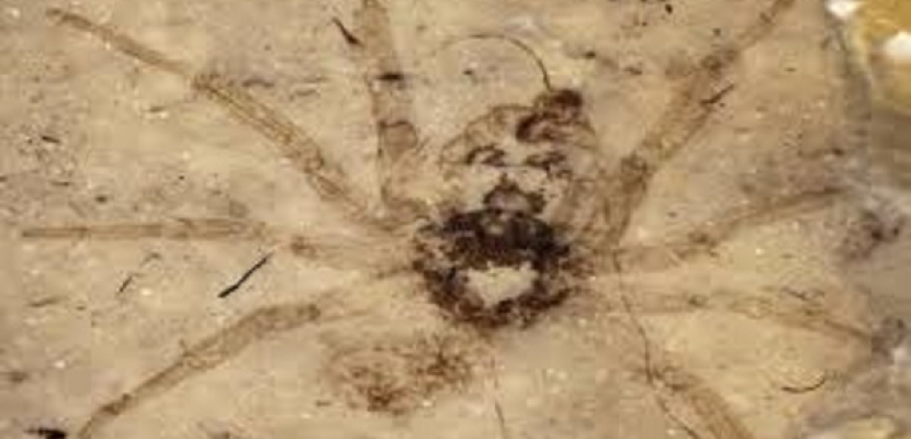 العثور على “عنكبوت” عمره 215 مليون سنة