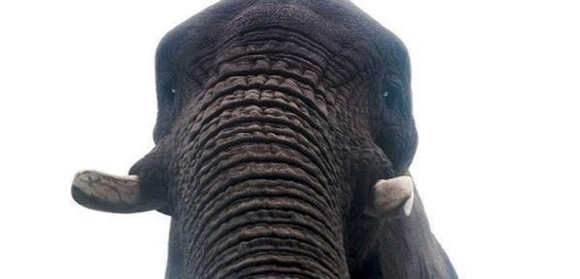 فيل يلتقط صورة “سيلفي” لنفسه