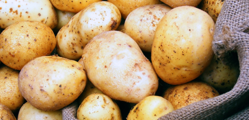 “الزراعة” تستورد 50 سلالة من البطاطس من الامريكتين وافريقيا