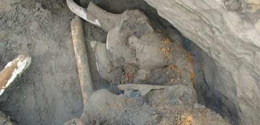 الكشف عن أقدم حفرية فيل في العالم في الفيوم