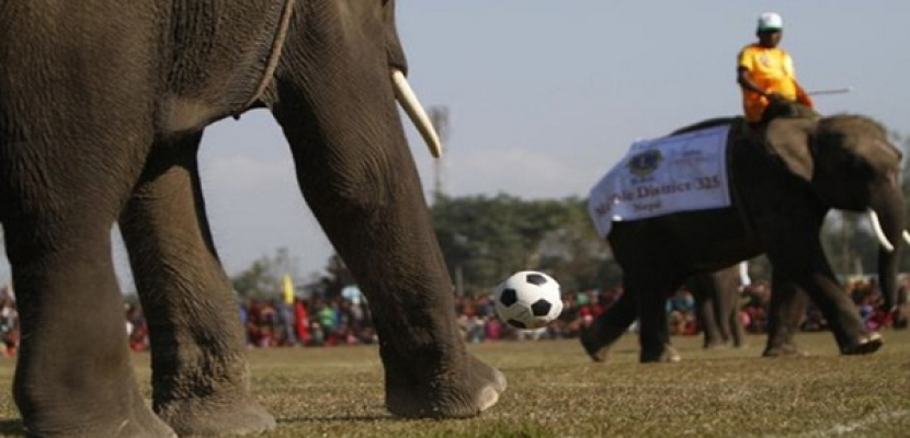 مباراة كرة قدم بين أفيال وطلاب في تايلاند استعدادا لكأس العالم