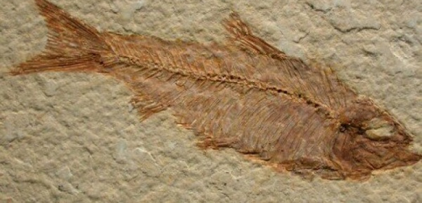 العثور على أسماك قديمة ترجع إلى 505 ملايين سنة في كندا