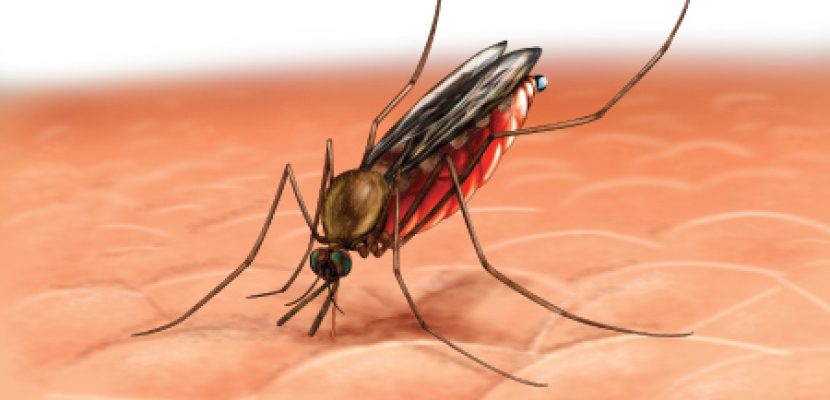 أستاذ بقومى البحوث يستبعد حدوث وباء للملاريا فى مصر