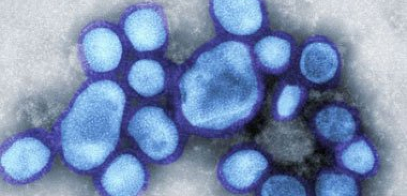 ظهور حالات إصابة بفيروس الشيكونجونيا فى ولايات أمريكية