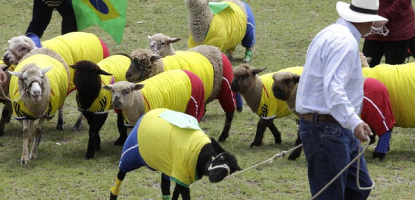 مباراة في كرة القدم بين كولومبيا والبرازيل للخراف
