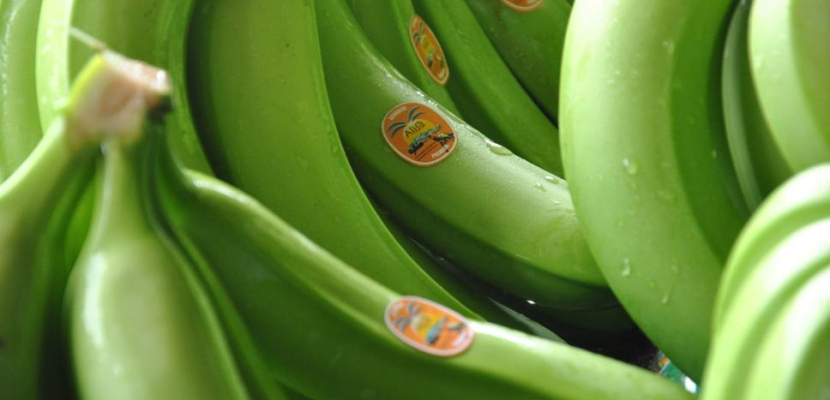 الموز الأخضر.. الفاكهة الأفضل لإنقاص الوزن