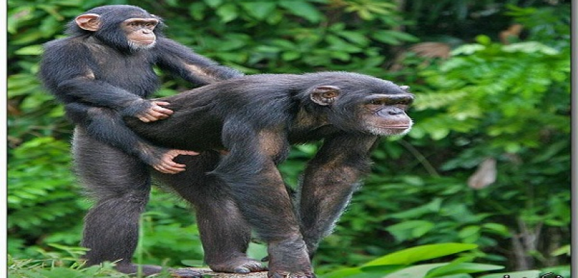 علماء : الشمبانزي يقلد غيره تلقائيا
