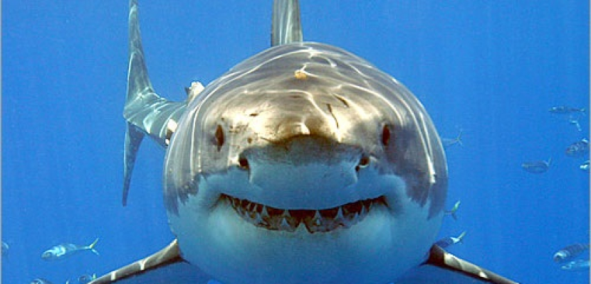 أسماك القرش تهدد العالم بوقف الإتصال الإلكتروني !!