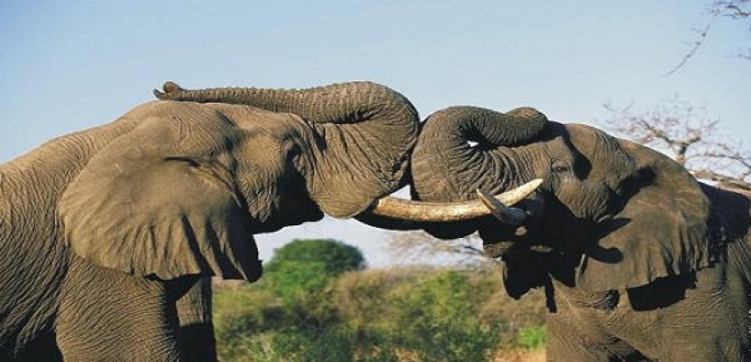 دراسة بيئية: أفريقيا فقدت أكثر من 100 ألف فيل منذ عام 2007 بسبب الصيد الجائر