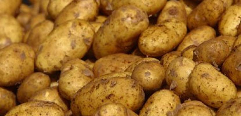 الزراعة”: زيادة الصادرات من البطاطس بأكثر من ربع مليون طن