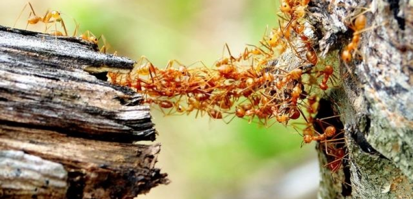 مفاجأة علمية .. النمل أمل البشرية في التخلص من الاحتباس الحراري