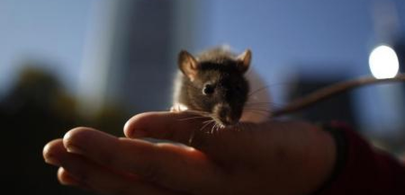 بعد طرده من منزله.. أمريكي يطلب المساعدة في رعاية 300 فأر !!