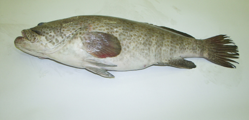 نيوز ماكس:الأسماك الملوثة بالزئبق تسبب التسمم وتعيق نمو الجهاز العصبي