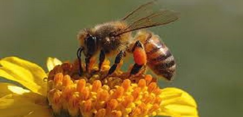 دراسة: سم النحل يمكن أن يكون مفتاحا لعلاج السرطان