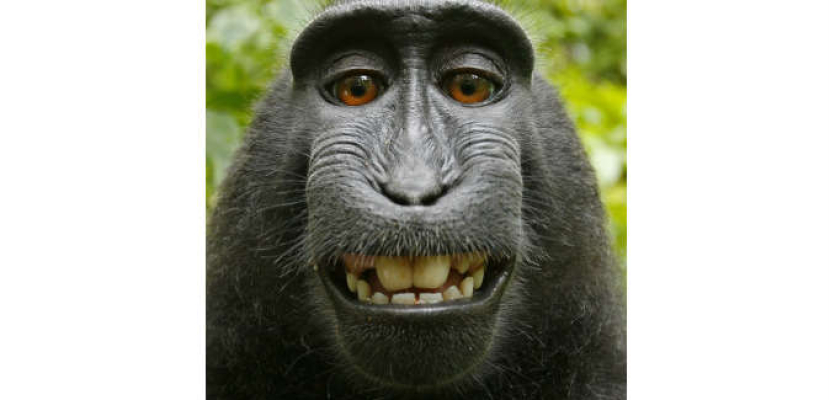 «ويكيبيديا» ترفض إزالة صورة «سيلفي» لقرد وتعتبرها ملكية عامة
