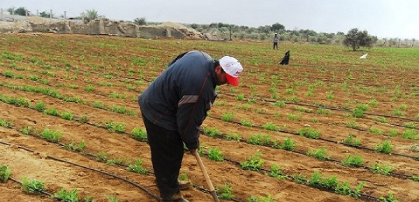 مصر تمهل مستثمري توشكى 3 سنوات لاستكمال زراعة أراضيهم