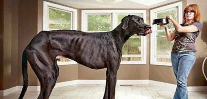 نفوق أطول كلب في العالم عن عمر 5 سنوات