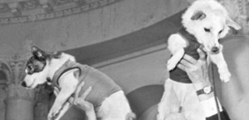 بيع بدلة فضائية لـ”كلبين” سافرا للفضاء عام 1960